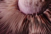 Kaboompics - Violet Mushroom Cap and Gills Close Up