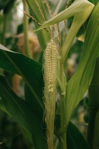Kaboompics - Fresh Corn Growing In Field