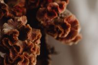 Kaboompics - Dried Flower Macro with Neutral Copy Space for Design