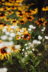 Kaboompics - White Small Flowers among Yellow Coneflowers