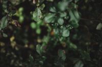 Kaboompics - Autumn Details