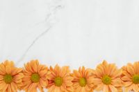Kaboompics - Orange Chrysanthemum Row on White Marble with Copy Space