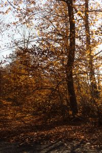 Kaboompics - Tall Tree Surrounded by Golden Leaves in Autumn Forest