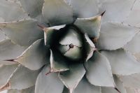 Kaboompics - Top-Down View of a Silvery Agave Rosette