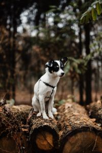 Kaboompics - A small white dog is sitting on a pile of felled wood in the forest