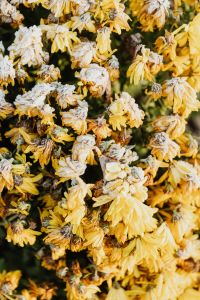 Kaboompics - Yellow Frosted Flowering Branches in a Vertical Seasonal Nature Photo