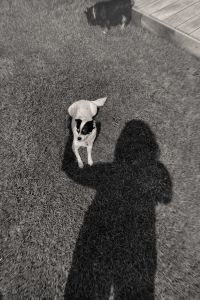 Kaboompics - Black and White Dog with Human Shadow on Sunlit Grass