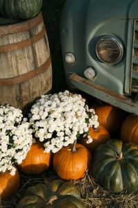 Kaboompics - Vintage Truck, Pumpkins and White Chrysanthemums