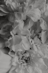 Kaboompics - Black and White White Flower Bouquet