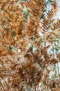 Kaboompics - Sunlit Brown Fern Fronds in the Forest
