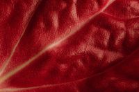 Kaboompics - Macro Red Leaf Background with Raised Veins and Velvet-Like Surface