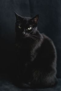Black Cat Portraits