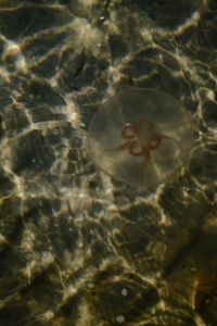 Kaboompics - Jellyfish with Red Markings in Sunlit Seawater