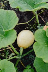 Kaboompics - Small White Pumpkin Tucked Under Broad Garden Leaves