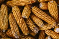 Kaboompics - Corncobs