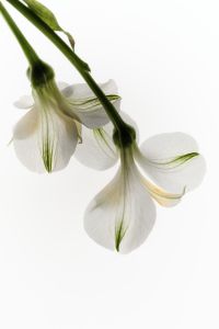 Kaboompics - Three Hanging White Blossoms on Arching Green Stems, Vertical High-Key Botanical Photo