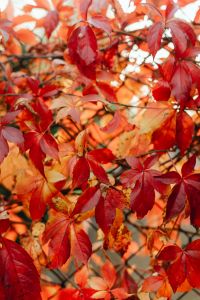 Kaboompics - Golden Birch Branches Against a Pale Sky