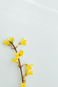 Kaboompics - Forsythia - Easter Tree