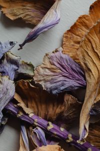 Kaboompics - Dried Brown and Purple Leaves Flat Lay on a Neutral Background