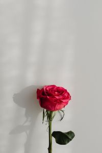 Kaboompics - Single Rose Head and Stem Casting a Shadow on White