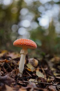 Kaboompics - Toadstool growing in the forest