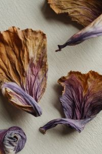 Kaboompics - Scattered Dried Cabbage Leaves with Purple Tones and Copy Space