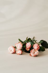 Kaboompics - Blush Rose Bouquet Along Bottom Edge with Beige Copy Space