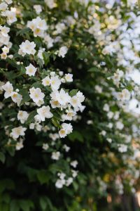 Kaboompics - Vertical White Blossoms Against Dark Green Garden Foliage