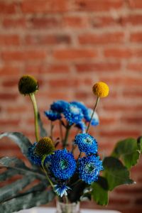Kaboompics - Blue Chrysanthemum and Craspedia Bouquet against Blurred Brick Background