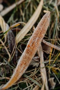 Kaboompics - Vertical Frosted Brown Stems and Dry Grass in a Moody Winter Field