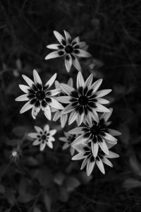 Kaboompics - Black and White Rudbeckia Flower Cluster on a Dark Background