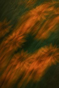 Kaboompics - Orange Flowers in a Dark Moody Garden