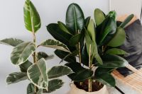 Kaboompics - Ficus Elastica Robusta & Tineke