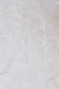 Kaboompics - Minimal White Botanical Stems Against a Warm Gray Neutral Background