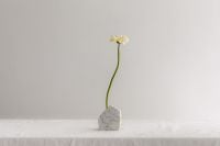 Kaboompics - Small White Flower in a Marble Stone Holder