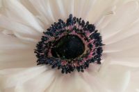 Kaboompics - White Flower Center Macro