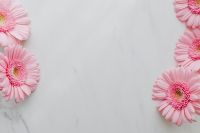 Kaboompics - Pink Gerbera Background