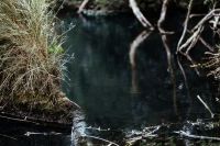 Kaboompics - Dark Woodland River with Grassy Bank and Tree Reflections