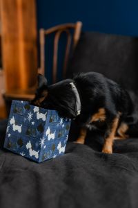 Cozy Christmas Gift Scene with Small Black Dog and Festive Presents