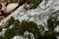 Kaboompics - Moss-Covered Weathered Wood Grain in the Forest