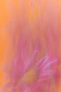 Kaboompics - Pink Purple Floral Blur Abstract Wallpaper