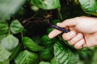 Kaboompics - Fresh Purple Bean Pod Examined by Hand