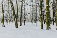 Kaboompics - Wide Winter Park View with Bare Trees and Open Snow-Covered Ground
