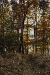 Kaboompics - Sunlit Autumn Forest Clearing with Birch Trees