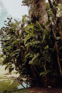 Kaboompics - Towering Fan Palms and Tropical Leaves in a Garden