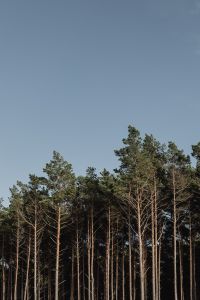 Kaboompics - Dense Pine Trunks in a Quiet Coastal Woodland