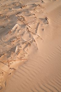 Kaboompics - Dried Beach Grass and Driftwood on Smooth Tan Sand, Coastal Texture Background