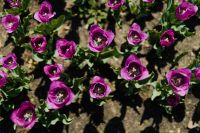 Kaboompics - Purple Tulip Grouping in a Botanical Garden Border