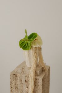 Kaboompics - Green Plant, Ceramic Vase and Fringed Textile on Travertine Pedestal