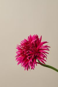 Kaboompics - Bright Pink Dried Flower On Beige Background